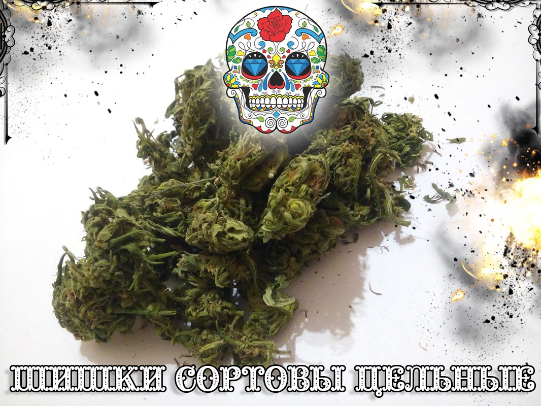 Сортовые бошки, канабис, шишки, марихуана
